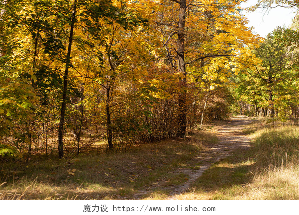 美丽的秋天森林里的的小径美丽的秋天森林，金黄色的树叶，阳光下的小径